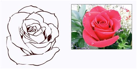 Here i'm listing the colours. Pin by JUDITH LEVITIN on How draw flowers | Flowers, Rose ...