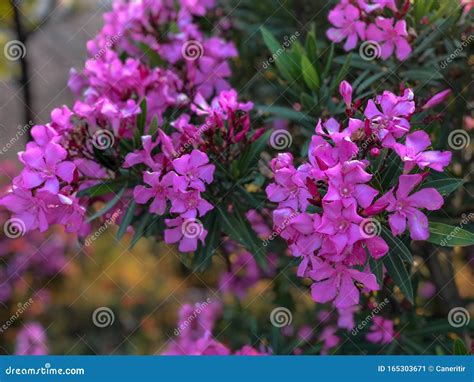 Nature Close Up Flowers Oleanders Pink And Green Stock Image Image