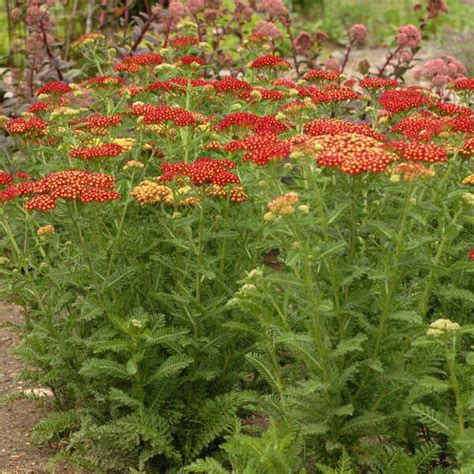 Achillea Yarrow Garden Companion Planting Companion Planting Plants