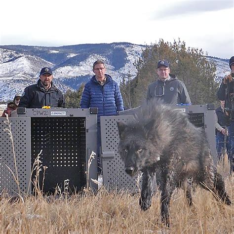 Wolves Make A Controversial Return To Colorado