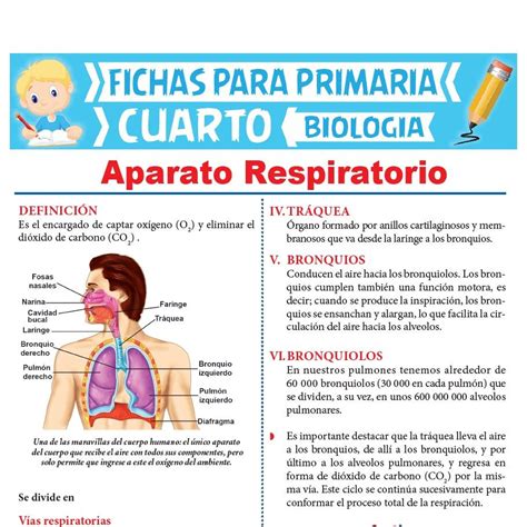 Ficha De Aparato Respiratorio Para Segundo De Primaria Reverasite