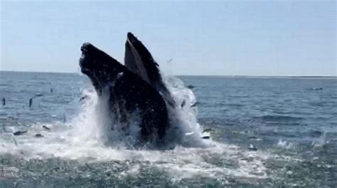 Thar She Blows Whale Sightings On The Rise Off Long Island Newsday
