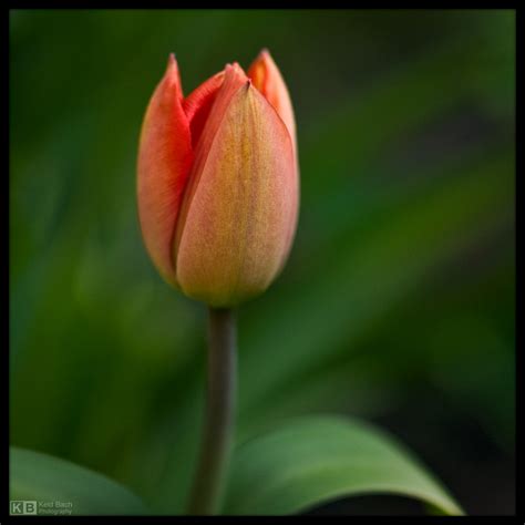 Budding Tulip By Keldbach On Deviantart