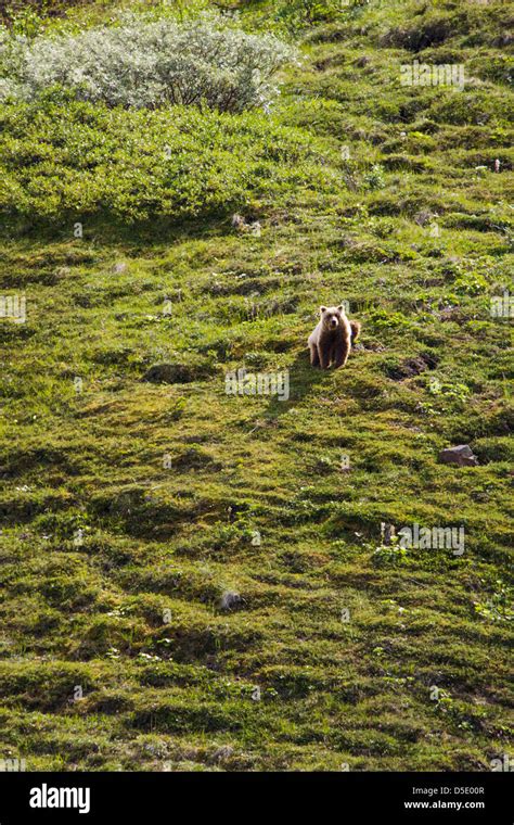 Grizzly Bear Ursus Arctos Horribilis Near Highway Pass Denali
