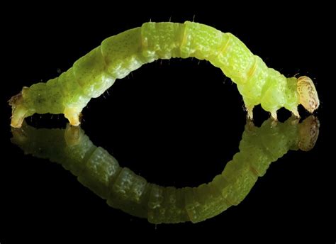 Intriguing Facts About Inchworms You Probably Didnt Know Animal Sake