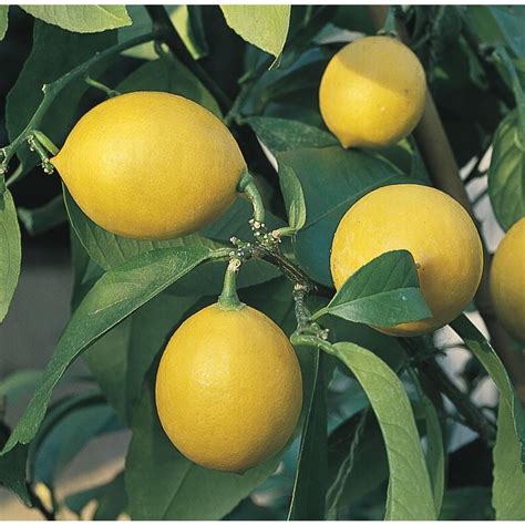 Citrus Limon Tree L9116 At