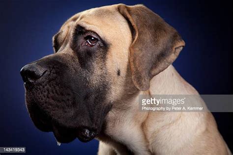 Fawn English Mastiffs Photos And Premium High Res Pictures Getty Images