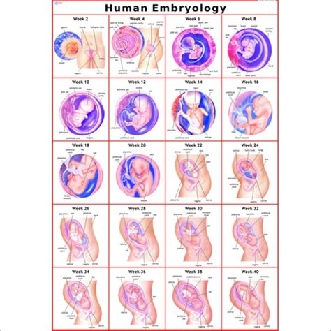 Embryology Chart