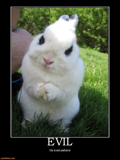 Muahahahah Evil Bunny Bunny Pictures Bunny