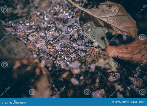 Beautiful Fall Leaves With Water Drops After Rain Amazing Autumn