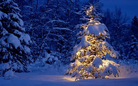 Beautiful Christmas Tree Snow 1920x1200 Download Hd