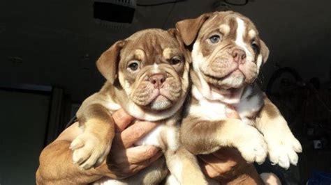 Chocolate Tri Old English Bulldog Puppy Available For Sale In San