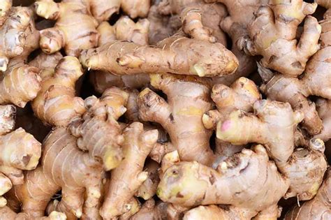 Fresh Organic Ginger Root Etsy