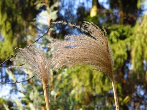 2 the free dictionary „chinagras. Cuidados del Miscanthus durante todo el año