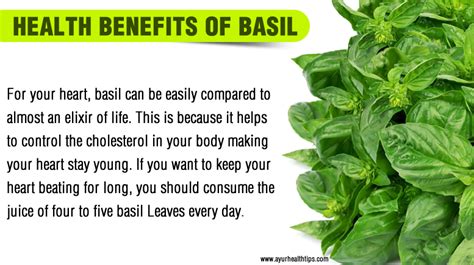 Here Is Why Basil Needs To Be Grown In Every House