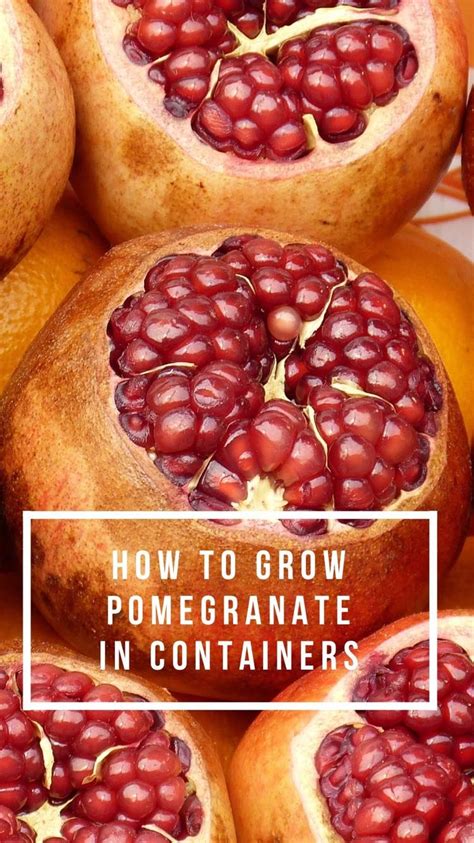 How To Grow Pomegranate In Containers Gardening Channel Indoor