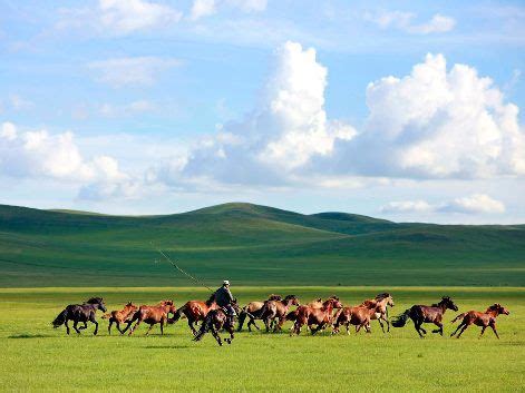 week  pictures  july  pictures horses  mongolia