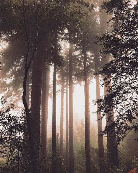 🌲🌫🌲🌫 Morningfog Ventana Bigsur Lacanadienneencalifornie Redwoods