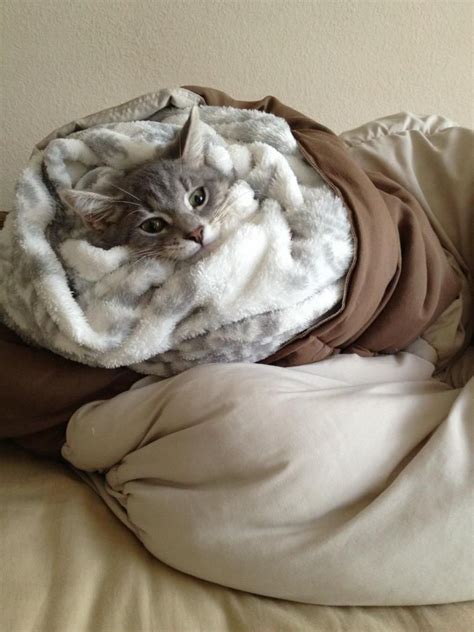 My Girlfriend Likes To Roll Him Up Into A Kitten Burrito Cute