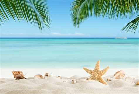 Laeacco Tropical Sea Beach Starfish Shell Sand Palm Tree