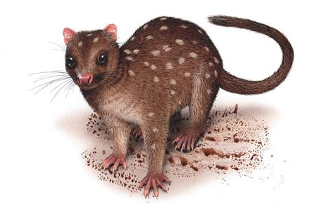 A Guide To All Six Species Of Quoll Australian Geographic