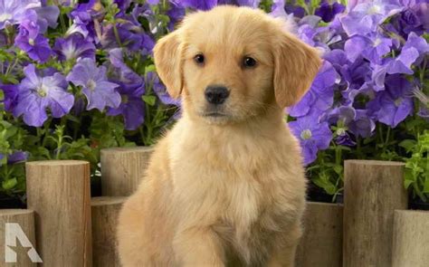 Pups reared in the home and are wonderful with children and well socialised. Golden Retriever Puppies For Sale In Ohio | PETSIDI