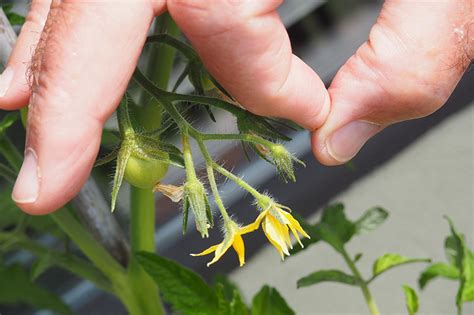 the best way to pollinate tomatoes by hand heart sleeve share