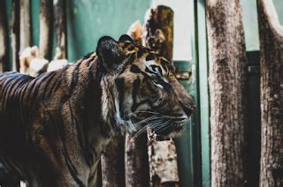 Contoh Descriptive Text about Animal dalam Bahasa Inggris dan artinya