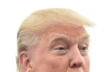 Donald Trump Hair 8 Best Pics Of Trumps Hair New Idea Magazine