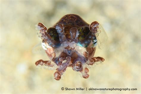 Bobtail Squid Beak Okinawa Japan Bobtail Squid Eumandy Flickr