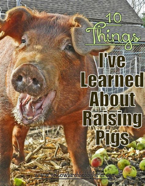 10 Things Ive Learned About Raising Pigs Yellow Birch Hobby Farm