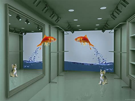 Funny Quotes Fish Hd Widescreen Sea Animals D Red Jump Over The Wallpaper Cat Wallpaper Fish