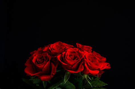 Fonds d'ecran Roses Rouge Fond noir Fleurs télécharger photo