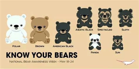 Know Your Bears Sensory Crafts Bear Fun Facts