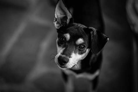 Black And White Short Coated Dog · Free Stock Photo