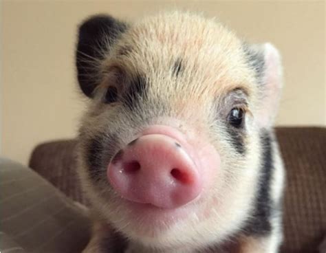 Meet The Pig And Puppy That Are Best Friends