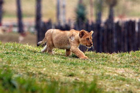 Lions And Lion Cubs Lion Camp Lion Cubs San Diego Wild Anim Flickr