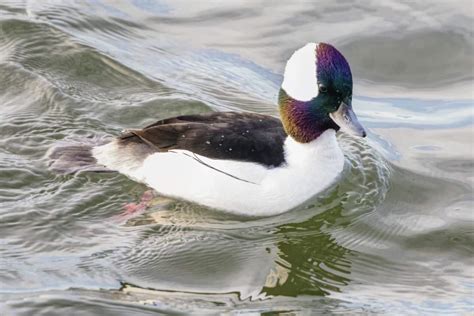 Diving Duck Species How To Identify
