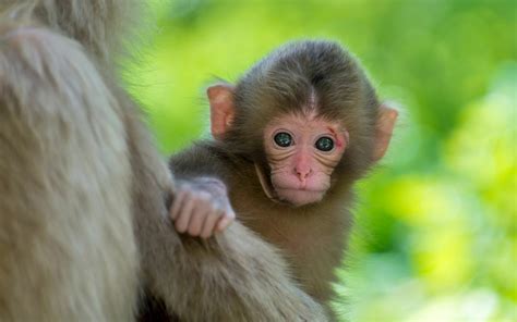 Baby Monkey Wallpaper