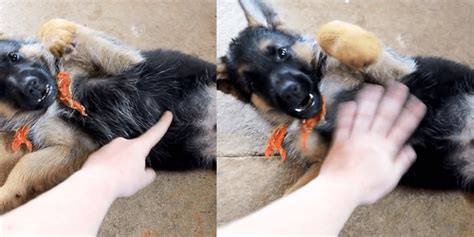 German Shepherd Puppy Gets His First Belly Rub And He Absolutely