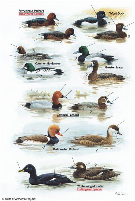 Duck Identification Chart