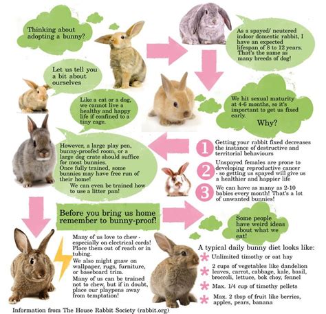 Basic Bunny Care Info Jack And Birdies
