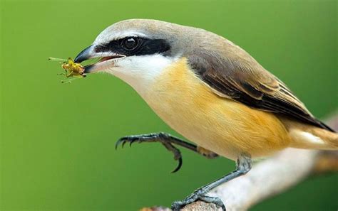 Pin En Aves