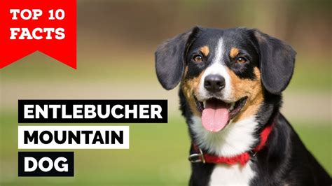 Entlebucher Mountain Dog Top 10 Facts Youtube