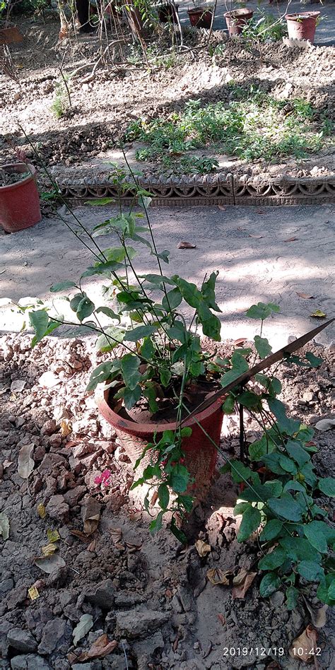 It is also a way of conserving rare, endangered and. Herbal Garden | Nadiad Ayurveda