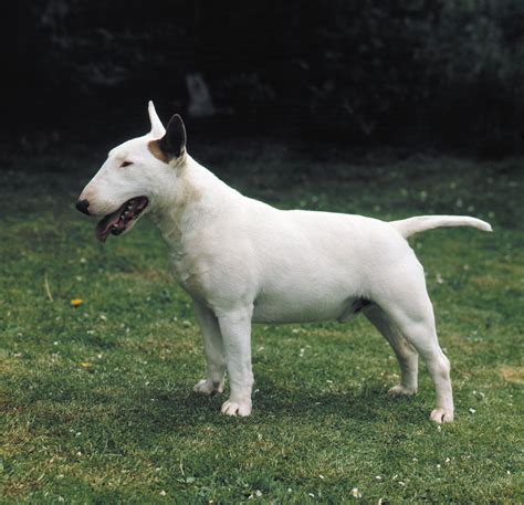 79 Bull Terrier White L2sanpiero