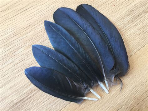 A Feather From A Raven Symbolizes Creation And Knowledge The Bringer