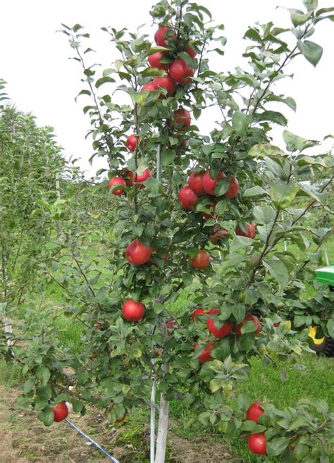 Honeycrisp apple tree, my 2nd favorite type of apple | Honeycrisp apple ...