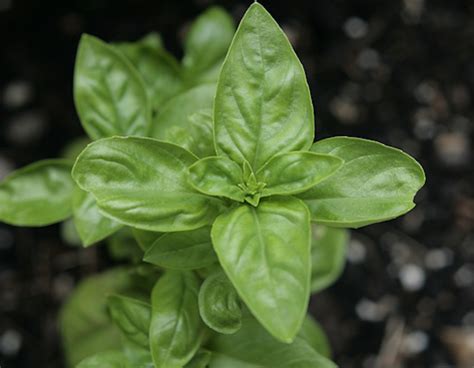 Quick Guide Growing Basil Plants For Fresh Pesto Organic Authority
