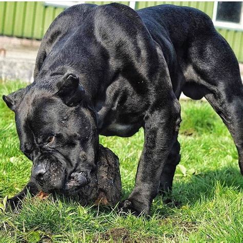 Follow Us Worldwidepet For More Big Dog Breeds Corso Dog
